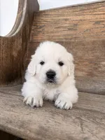 Tahoe , a male English Cream Golden Retriever for sale in Versailles, OH – Photo 1 of 2