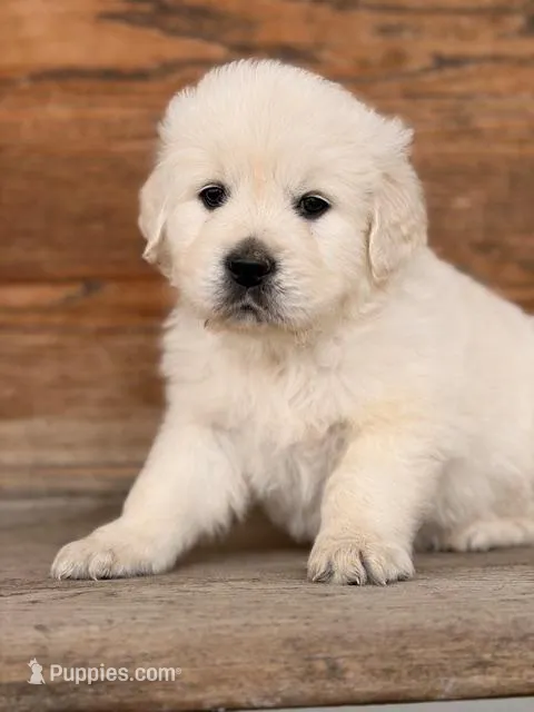 Tahoe  – English Cream Golden Retriever puppy for sale in Versailles, OH