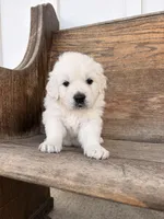 Tahoe , a male English Cream Golden Retriever for sale in Versailles, OH – Photo 2 of 2