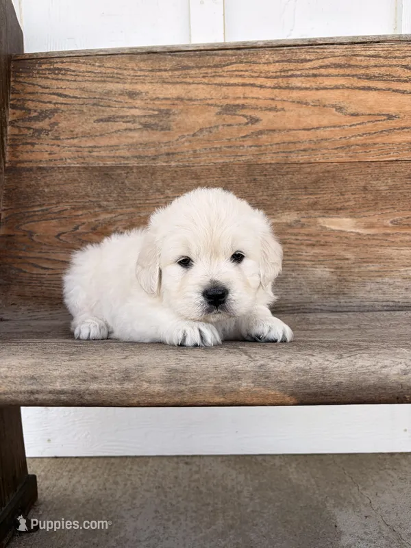 Maisy Jo – English Cream Golden Retriever puppy for sale in Versailles, OH