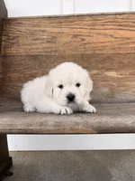 Maisy Jo, a female English Cream Golden Retriever for sale in Versailles, OH – Photo 1 of 3