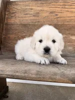Maisy Jo, a female English Cream Golden Retriever for sale in Versailles, OH – Photo 3 of 3