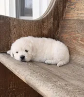 Maisy Jo, a female English Cream Golden Retriever for sale in Versailles, OH – Photo 2 of 3