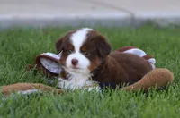 Lynx, a male Toy Australian Shepherd for sale in Delta, CO – 2 of 3