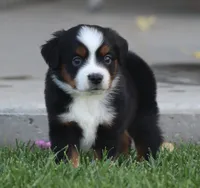 Molly BTF, a female Miniature Australian Shepherd for sale in Delta, CO – 2 of 5