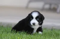 Laney BBM, a male Miniature Australian Shepherd for sale in Delta, CO – 2 of 3