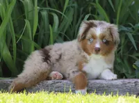 Fawn RMM, a male Toy Australian Shepherd for sale in Delta, CO – 5 of 6