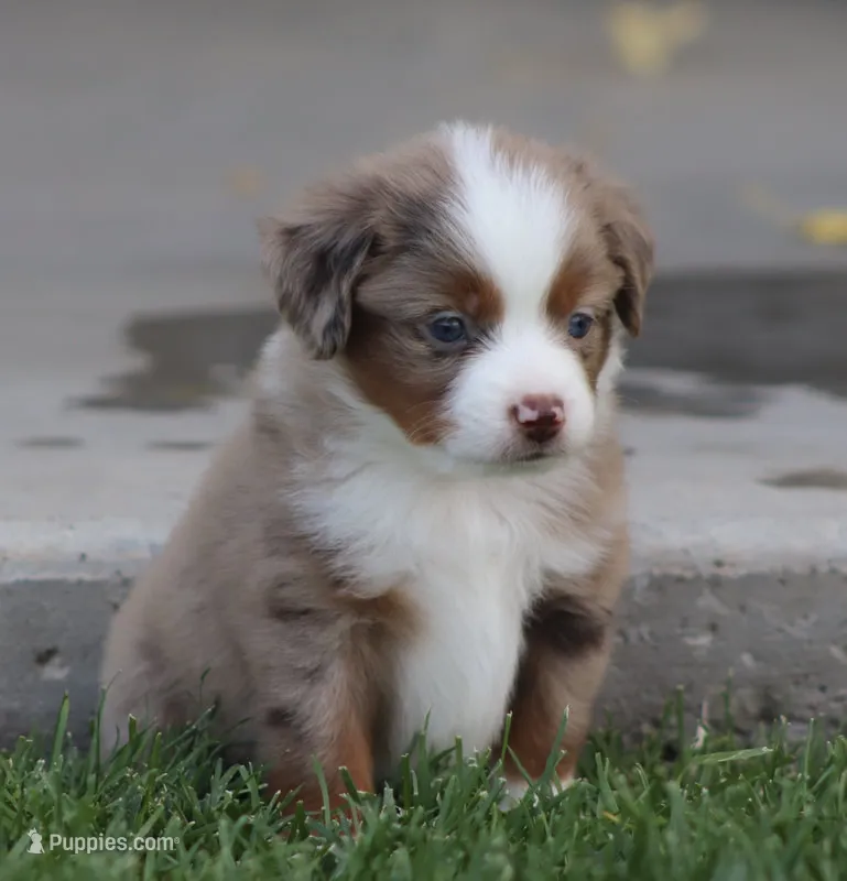 Molly RMM – Miniature Australian Shepherd puppy for sale in Delta, CO