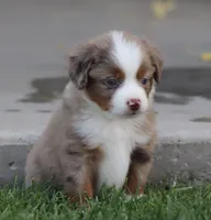 Molly RMF, a female Miniature Australian Shepherd for sale in Delta, CO – 3 of 5