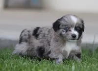 Laney BMF 2, a female Miniature Australian Shepherd for sale in Delta, CO – 2 of 4
