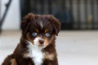 Kiara, a female Toy Australian Shepherd for sale in Delta, CO – 1 of 4