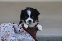 Birdie, a female Toy Australian Shepherd for sale in Delta, CO – 3 of 3