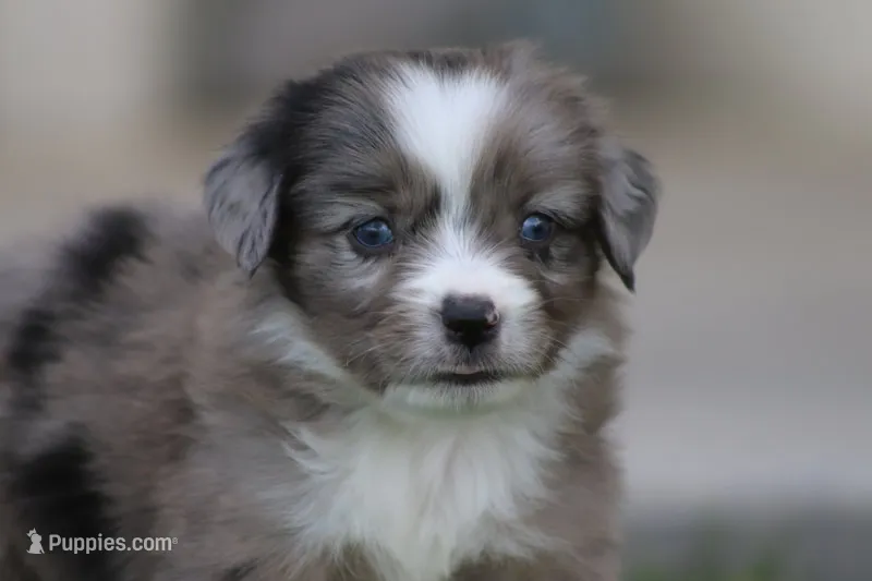 Laney BMF 4 – Miniature Australian Shepherd puppy for sale in Delta, CO