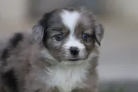 Laney BMF 4, a female Miniature Australian Shepherd for sale in Delta, CO – 1 of 4