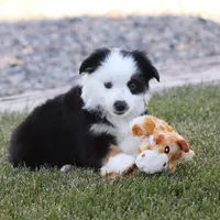 Hoover, a male Miniature Australian Shepherd for sale in Delta, CO – Photo 1 of 4