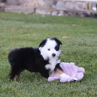 Hoover, a male Miniature Australian Shepherd for sale in Delta, CO – Photo 2 of 4