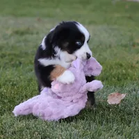 Hoover, a male Miniature Australian Shepherd for sale in Delta, CO – Photo 3 of 4