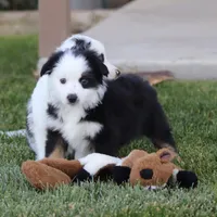 Hoover, a male Miniature Australian Shepherd for sale in Delta, CO – Photo 4 of 4
