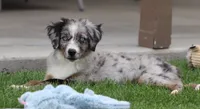 Laney BMF 4, a female Miniature Australian Shepherd for sale in Delta, CO – 2 of 7