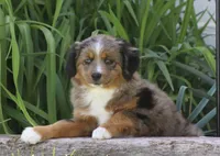 Boots BMF, a female Toy Australian Shepherd for sale in Delta, CO – 4 of 4