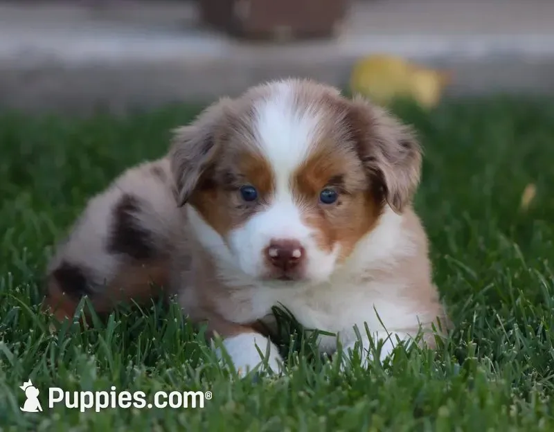 Molly RMM, a male Miniature Australian Shepherd for sale in Delta, CO – 6 of 10
