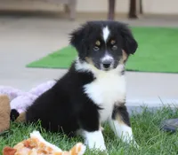 Laney BTM2, a male Miniature Australian Shepherd for sale in Delta, CO – 3 of 6