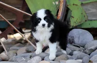 Grizzly, a male Toy Australian Shepherd for sale in Delta, CO – 3 of 4