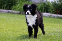 Winter, a female Miniature Australian Shepherd for sale in Delta, CO – 3 of 9