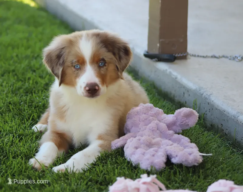 Molly RMM – Miniature Australian Shepherd puppy for sale in Delta, CO