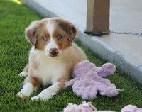 Molly RMM, a male Miniature Australian Shepherd for sale in Delta, CO – 5 of 6