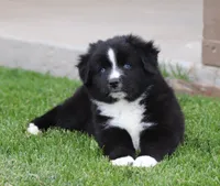 Medina BBM, a male Miniature Australian Shepherd for sale in Delta, CO – 6 of 6