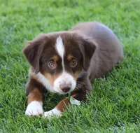 Molly RTM, a male Miniature Australian Shepherd for sale in Delta, CO – 4 of 8