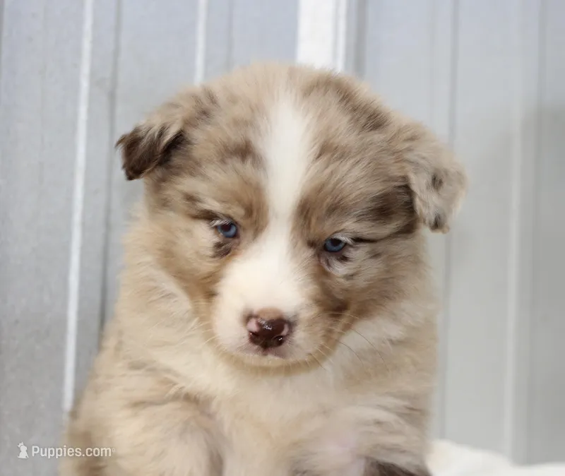 Cambria RMM – Miniature Australian Shepherd puppy for sale in Delta, CO