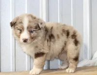 Cambria RMM, a male Miniature Australian Shepherd for sale in Delta, CO – Photo 3 of 4