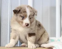 Cambria RMM, a male Miniature Australian Shepherd for sale in Delta, CO – Photo 4 of 4