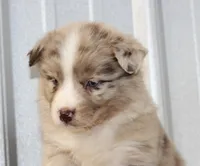 Cambria RMM, a male Miniature Australian Shepherd for sale in Delta, CO – Photo 2 of 4