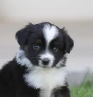 Laney BTM1, a male Miniature Australian Shepherd for sale in Delta, CO – 2 of 3