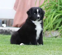 Medina BBM, a male Miniature Australian Shepherd for sale in Delta, CO – 5 of 6