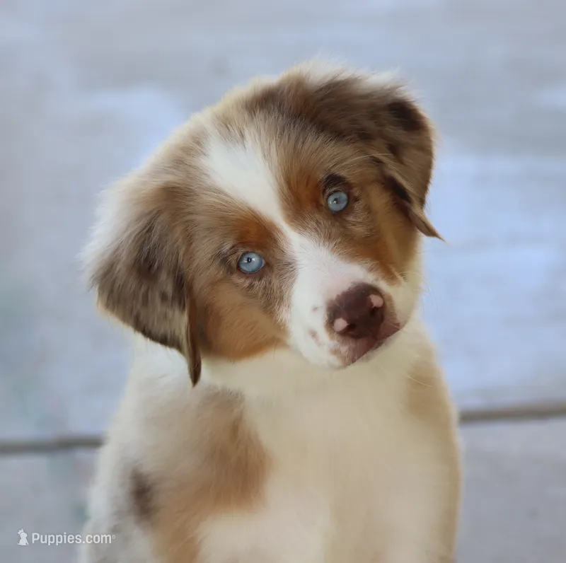 Molly RMM – Miniature Australian Shepherd puppy for sale in Delta, CO