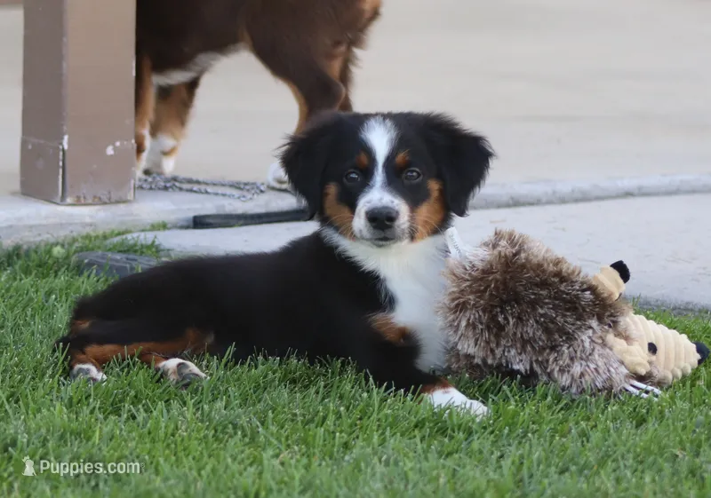 Molly BTF – Miniature Australian Shepherd puppy for sale in Delta, CO