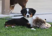 Molly BTF, a female Miniature Australian Shepherd for sale in Delta, CO – 4 of 10