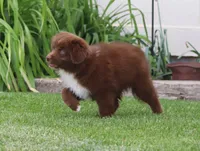 Medina RBF, a female Miniature Australian Shepherd for sale in Delta, CO – 2 of 4