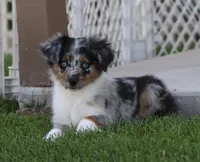 Snip BMF, a female Miniature Australian Shepherd for sale in Delta, CO – 6 of 8