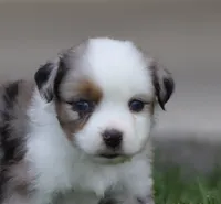 Laney BMF1, a female Miniature Australian Shepherd for sale in Delta, CO – 4 of 4