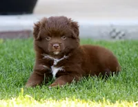 Destin RBF, a female Toy Australian Shepherd for sale in Delta, CO – 3 of 4