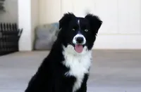 Winter, a female Miniature Australian Shepherd for sale in Delta, CO – 1 of 9