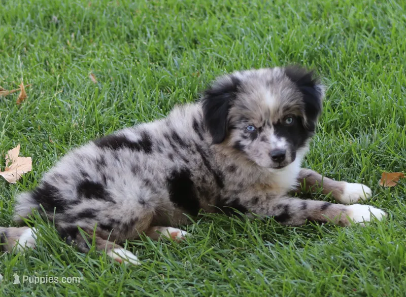 Laney BMF 2 – Miniature Australian Shepherd puppy for sale in Delta, CO