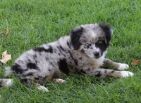 Dixie BMF 2, a female Miniature Australian Shepherd for sale in Delta, CO – 2 of 7