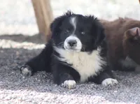 Winter, a female Miniature Australian Shepherd for sale in Delta, CO – 2 of 10