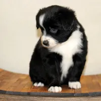 Winter, a female Miniature Australian Shepherd for sale in Delta, CO – Photo 2 of 4